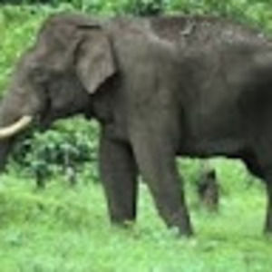 Meet your Posher, Jaya